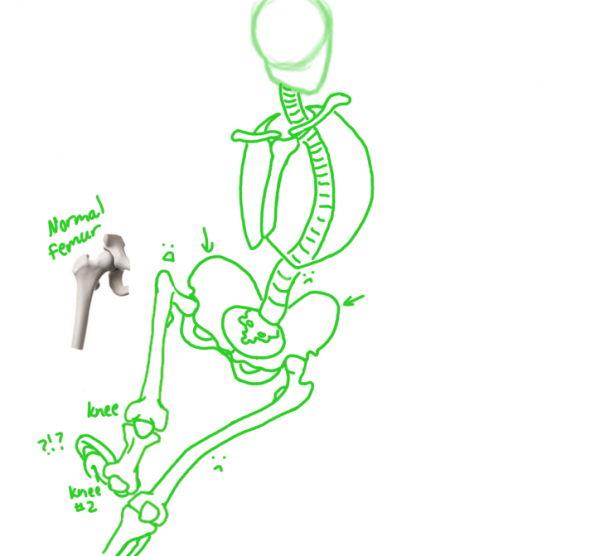 fan analysis of the peregrine cover outlining her spine and skeleton with femur comparison